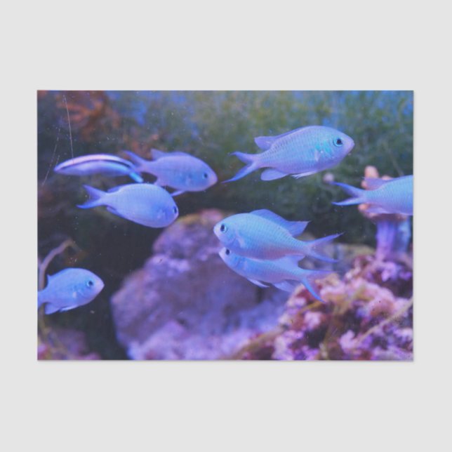 Papel De Seda Peixe Azul Tropical (Frente )