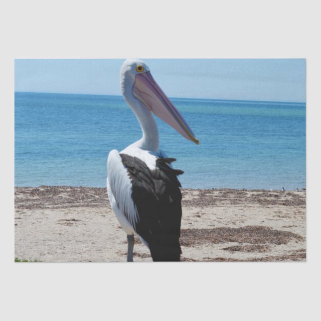 Papel De Seda Pelican Perch Em Um Rock Praia, (Frente )