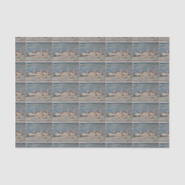 Papel De Seda Pelicanos que nadam em águas calmas (Frente )