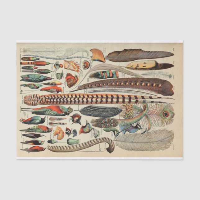 Papel De Seda Penas Antigas de Feather Bird (Frente )
