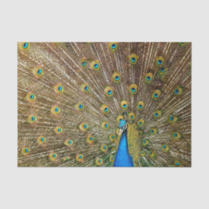 Papel De Seda Penas da Cauda Peacock