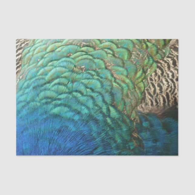 Papel De Seda Penas de Peacock I Abstrato (Frente )