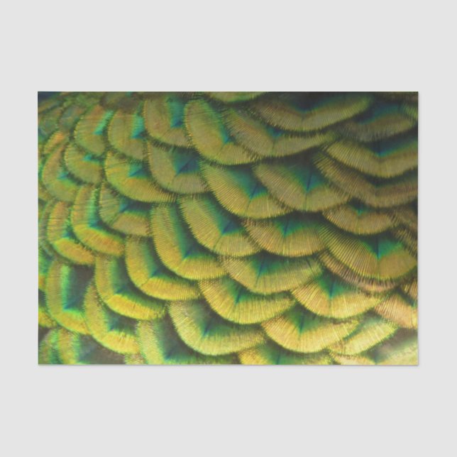 Papel De Seda Penas de Peacock II Natureza Colorida (Frente )