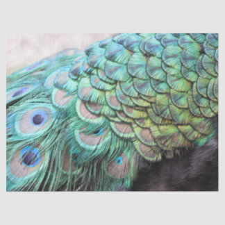 Papel De Seda Penas Luxuosas de Peacock Teal Boho