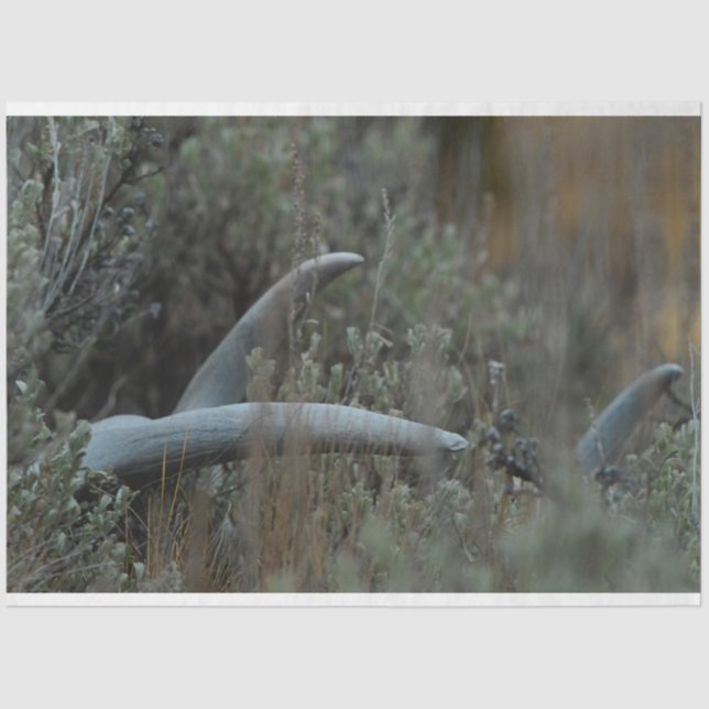 Papel De Seda Perda de cilindros (Frente )