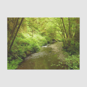 Papel De Seda Perdido Homem Creek I no Parque Nacional de Redwoo