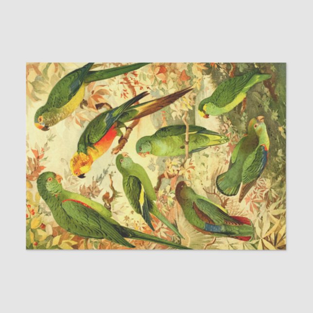 Papel De Seda Periquitos (Frente )
