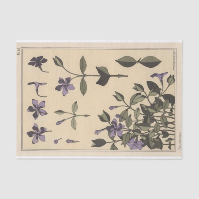 Papel De Seda Periwinkle, Eugene Grasset's Botany Series (Frente )