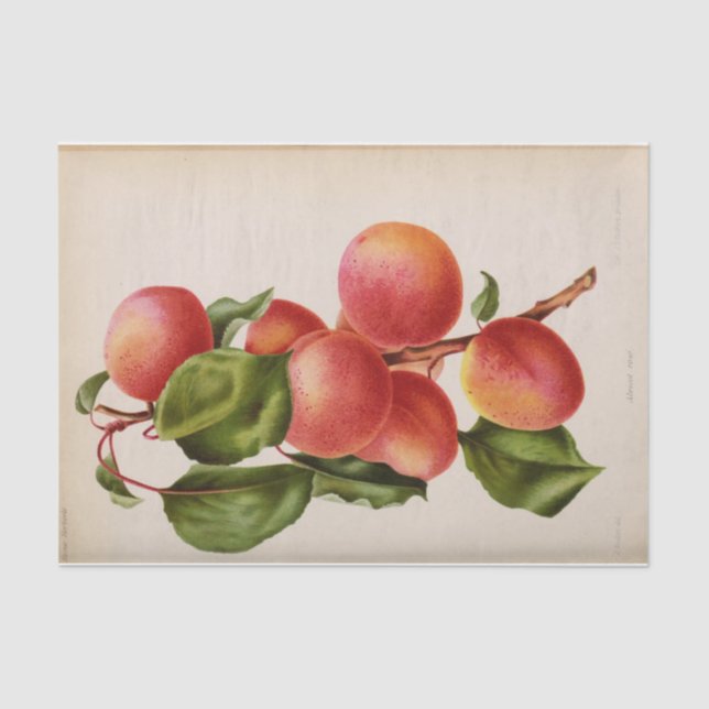 Papel De Seda Pêssego Rosa Ephemera Floral (Frente )