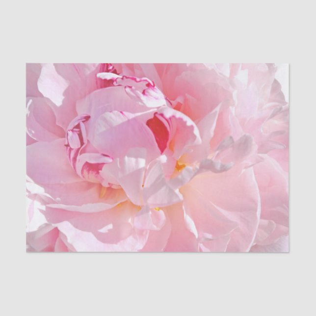 Papel De Seda pétalas cor-de-rosa (Frente )