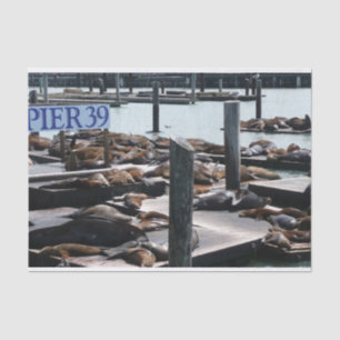 Papel De Seda Pier 39 Leões do Mar