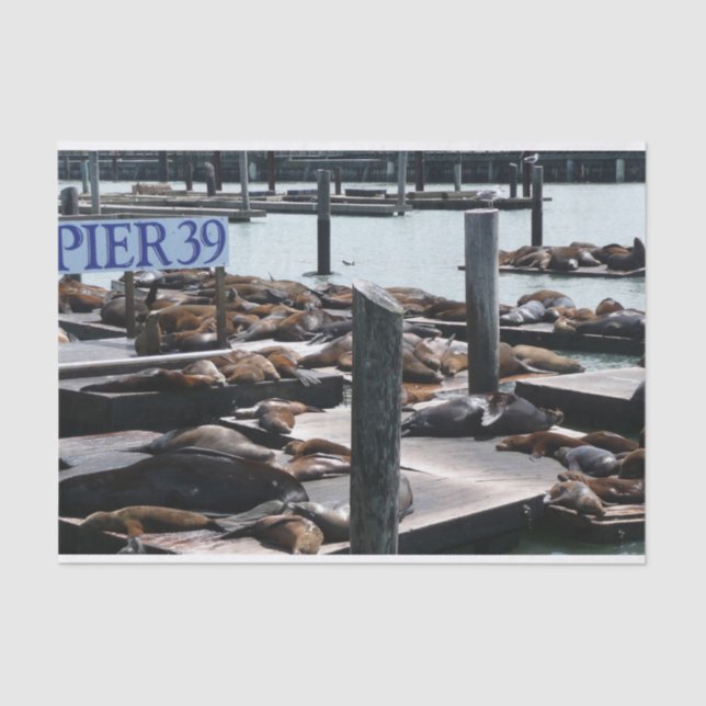 Papel De Seda Pier 39 Leões do Mar (Frente )