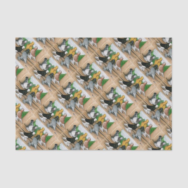 Papel De Seda Pigeons do Tumbler no Oeste da Inglaterra (Frente )