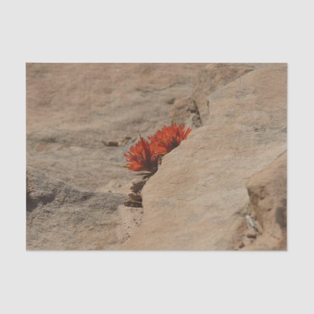 Papel De Seda Pincel Indiano em Rochas em Zion (Frente )