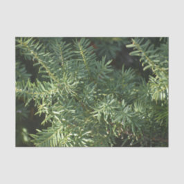 Papel De Seda Pine Forest