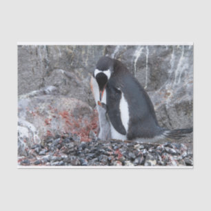 Papel De Seda Pinguin com um pintinho