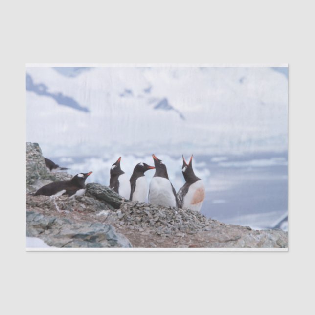 Papel De Seda Pinguins na Antártica (Frente )