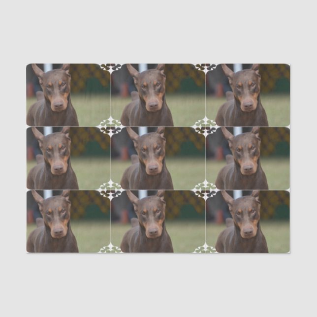 Papel De Seda Pinscher adorável do Doberman (Frente )