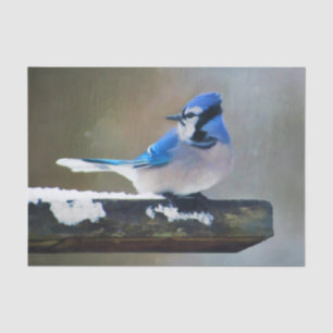 Papel De Seda Pintura Blue Jay - Arte Original para Pássaros
