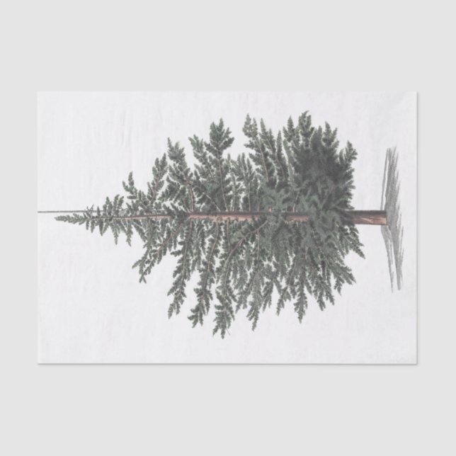 Papel De Seda Planta de Árvore de Cedro (Frente )