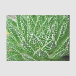 Papel De Seda Planta Suculenta de Cacto Verde Decoupage Botânico
