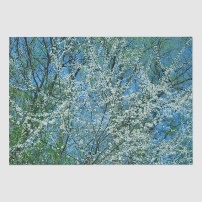 Papel De Seda Plumeira branca em flor (Frente )