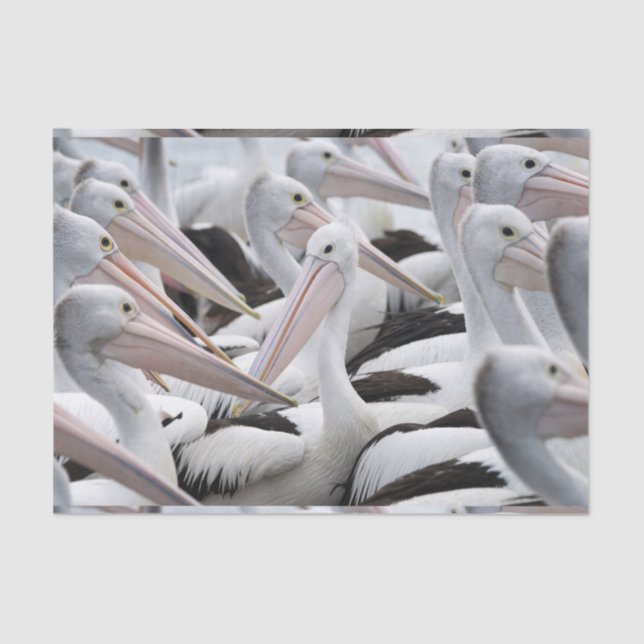 Papel De Seda Pod de Pelicanos (Frente )