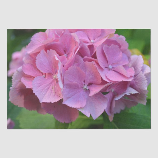 Papel De Seda Pompom Rosa Hidrangea Hortensia Flor (Frente )