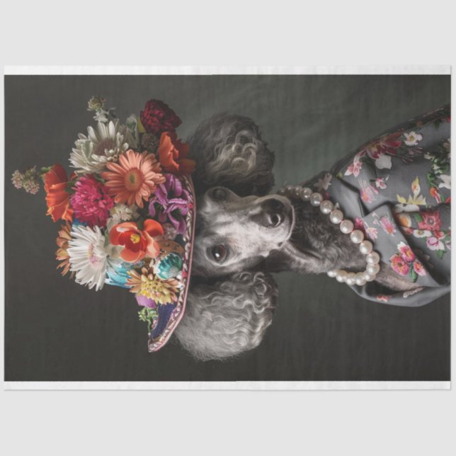 Papel De Seda Poodle Padrão de Dissociação de Alta Sociedade (Frente )