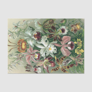 Papel De Seda Poster de Litografia Colorida da Orquídea Heckel 