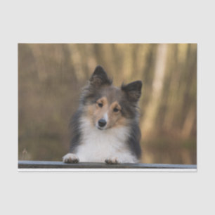 Papel De Seda Prateleira Adorável, Shetland Sheepdog Puppy