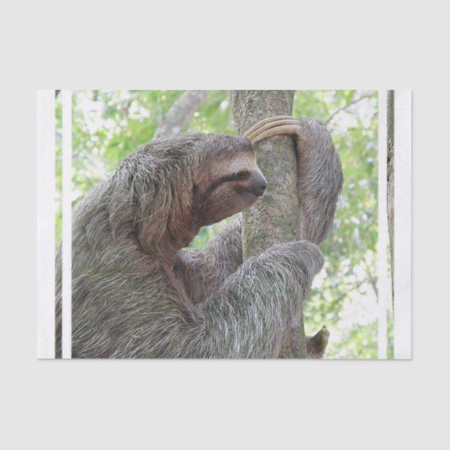 Papel De Seda Preguiça bonito (Frente )