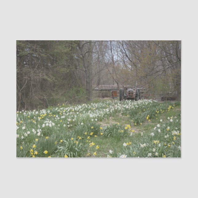 Papel De Seda Prévia Dilapidida da Fazenda (Frente )