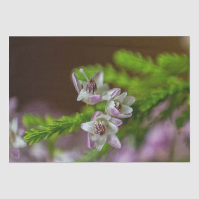 Papel De Seda Primavera de Heather flor verde florescente branco (Frente )