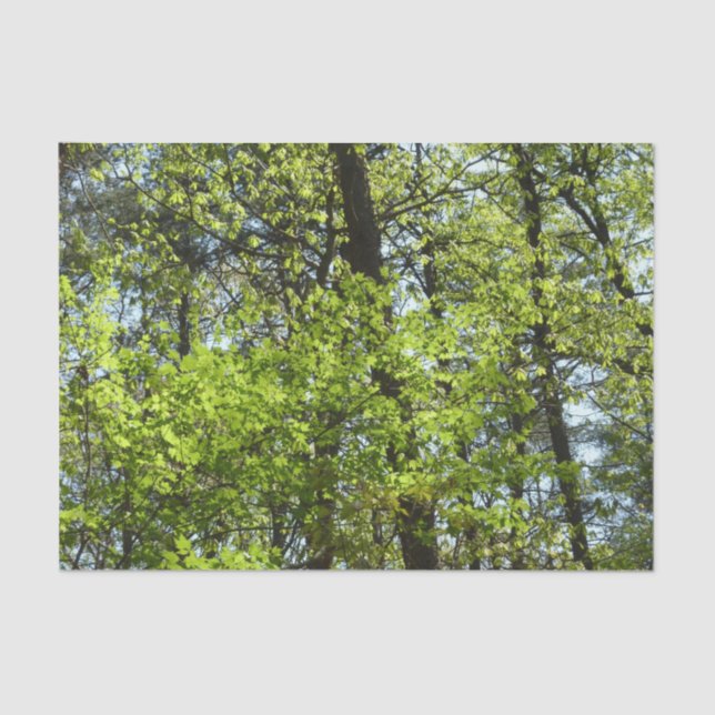 Papel De Seda Primavera Maple Deixa a natureza (Frente )