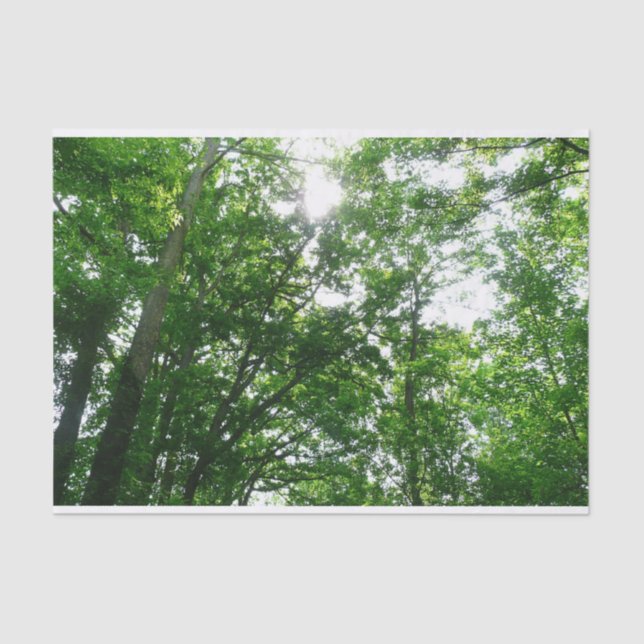 Papel De Seda Procurando Árvores de Verão (Frente )