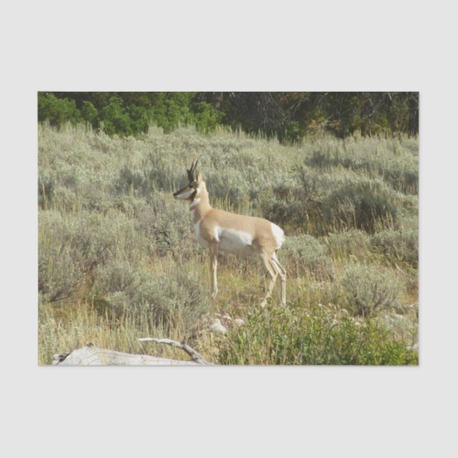 Papel De Seda Pronghorn no Grand Teton National Park (Frente )
