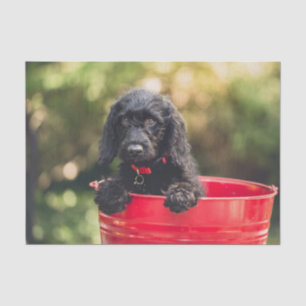 Papel De Seda Puppy preto num Balde vermelho