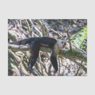 Papel De Seda Pura vida para macaco-prego