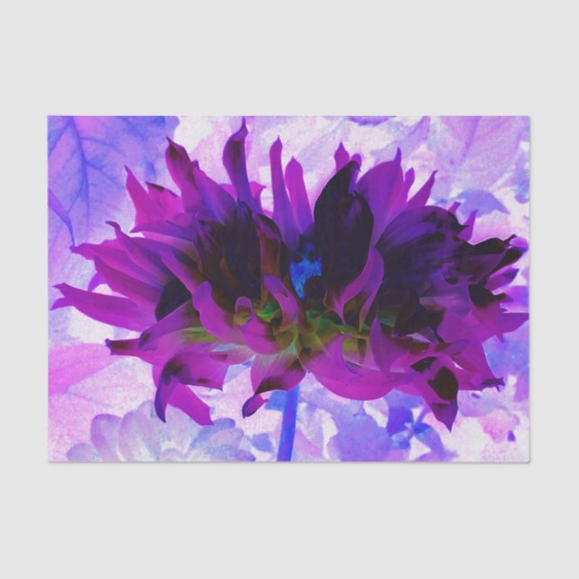 Papel De Seda Púrpura e preto Cactus Dahlia (Frente )