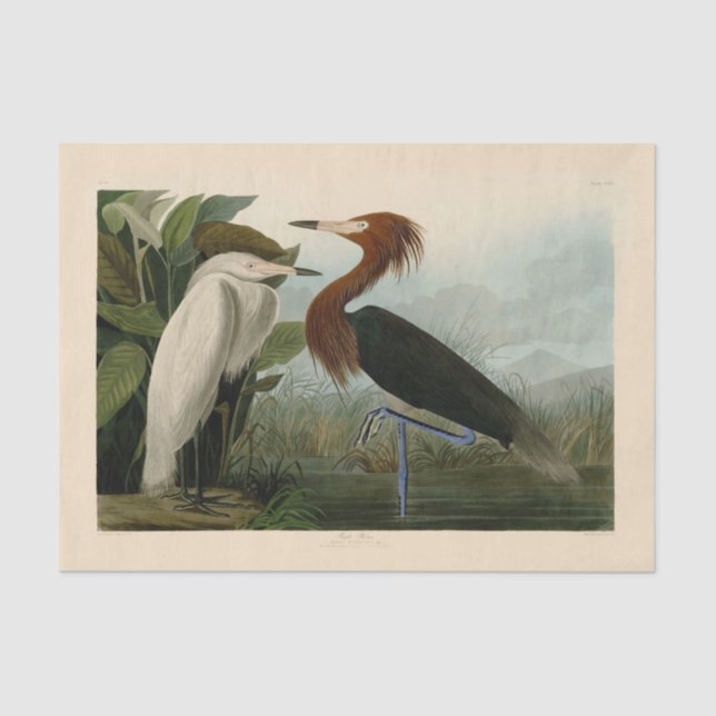 Papel De Seda Púrpura Heron Audubon Bird Willife Painting (Frente )