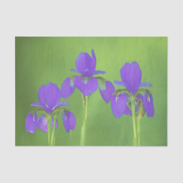 Papel De Seda Púrpura Iris - Arte Flor Original (Frente )