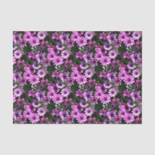 Papel De Seda Púrpura Margarida Africana Flores Natureza Padrão