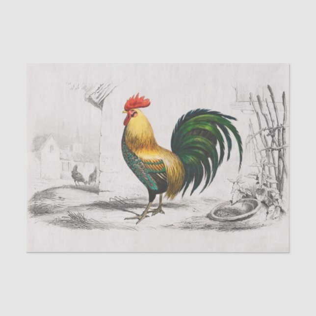 Papel De Seda Que Destaque! Galo Real em uma Pose Arrogante (Frente )