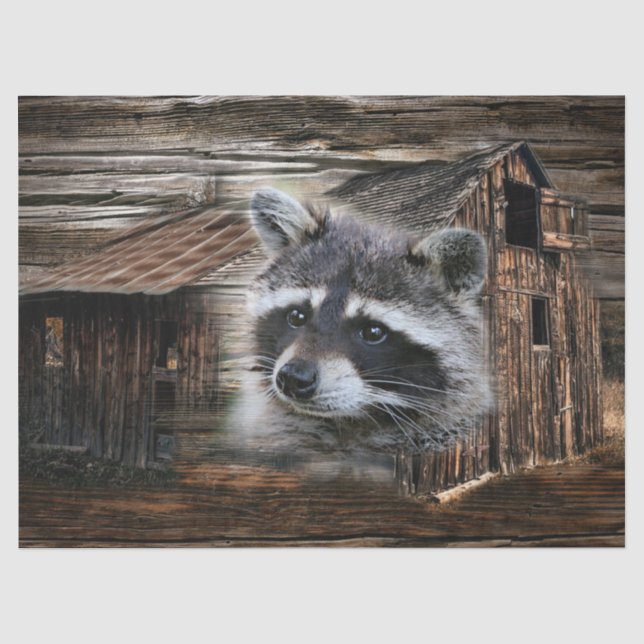 Papel De Seda Raccoon No Velho Barn (Frente )
