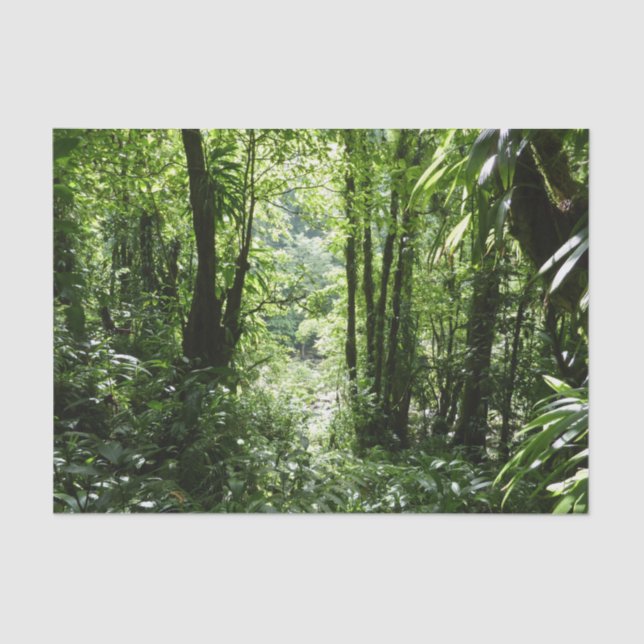 Papel De Seda Rain Forest II Tropical Verde (Frente )