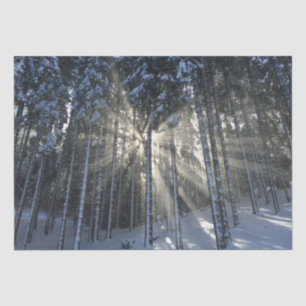 Papel De Seda Raios do Sol através da Floresta de Neve do inver