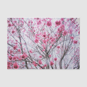 Papel De Seda Ramais e Blooms de uma árvore cereja
