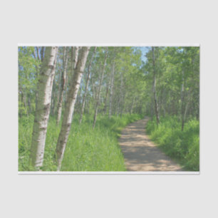 Papel De Seda Rastreamento de Aspens