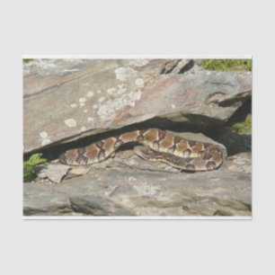 Papel De Seda Rattlesnake no Parque Nacional de Shenandoah